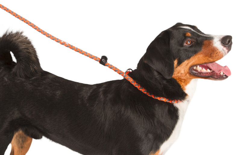 Laisse avec collier intégré pour chien Maxi Safe