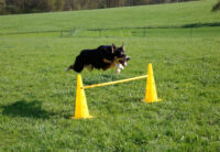 Lot de cônes et barres d'obstacles Agility