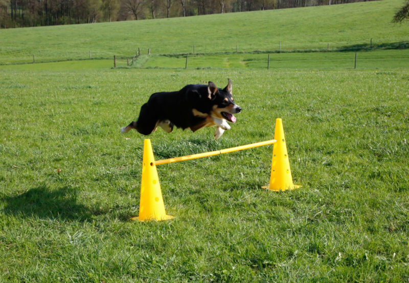 Lot de cônes et barres d'obstacles Agility