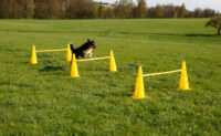 Lot de cônes et barres d'obstacles Agility