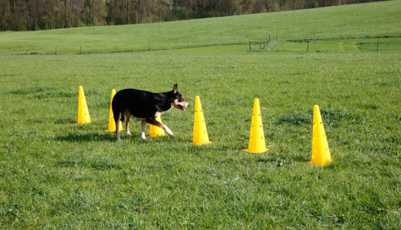 Lot de cônes et barres d'obstacles Agility