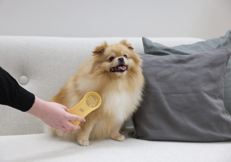 MagicBrush Dog