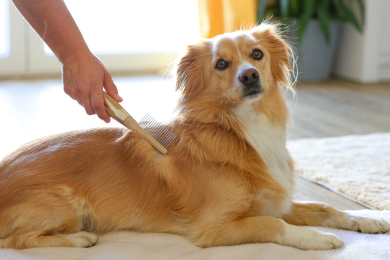 MagicBrush Fur Comb