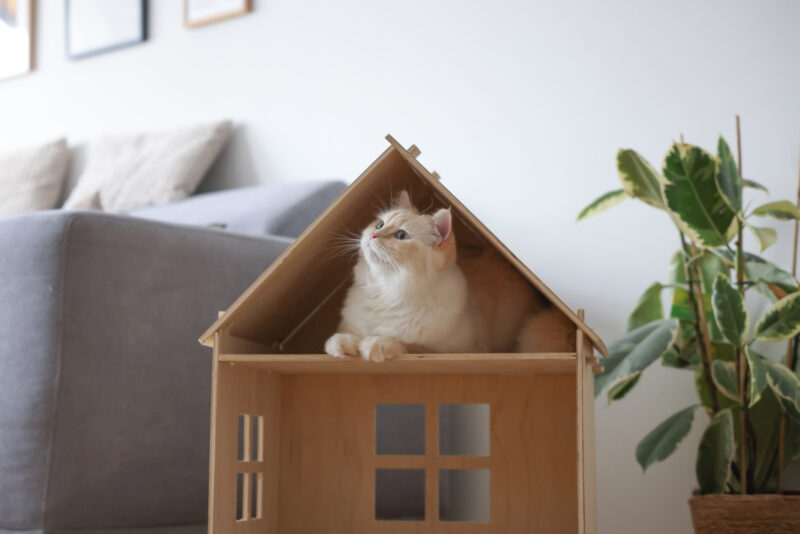 Maison intérieure pour chat Yvi