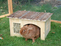 Maison pour rongeur avec râtelier à foin Nature