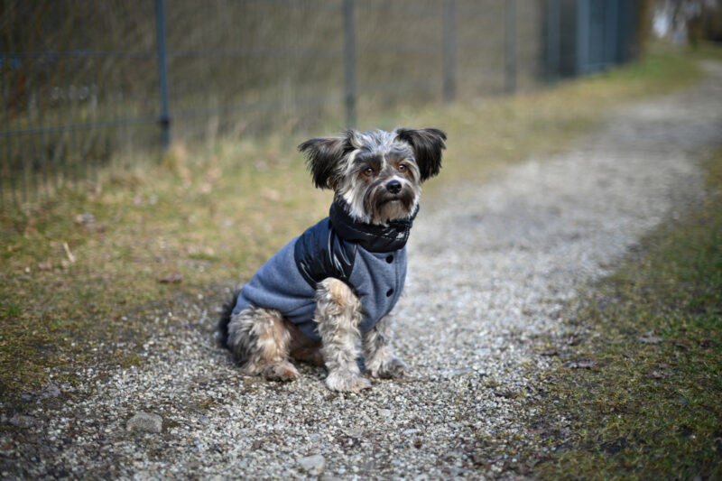 Manteau pour chien Quebec