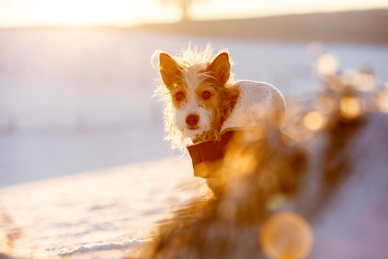 Manteau pour chien Teddy