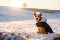 Manteau pour chien Teddy