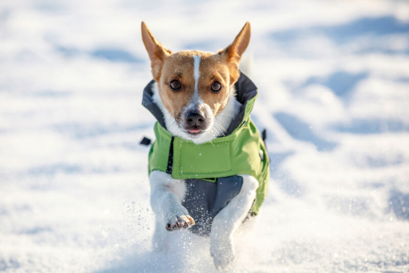 Manteau pour chien Vancouver