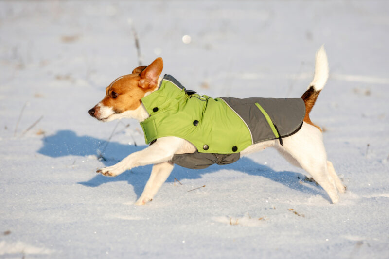 Manteau pour chien Vancouver