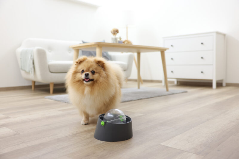 Multifeeder pour chien et chat