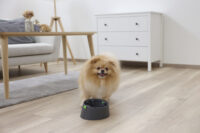 Multifeeder pour chien et chat