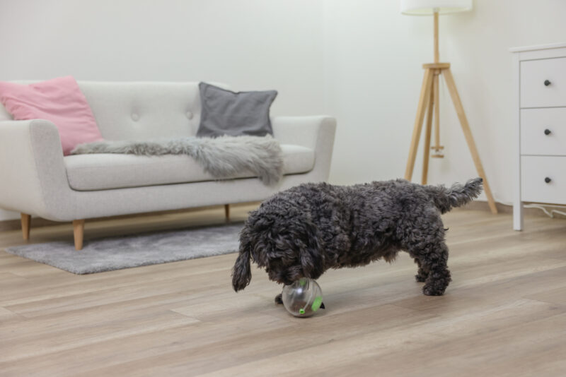 Multifeeder pour chien et chat