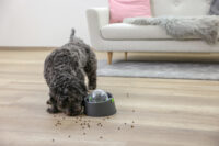 Multifeeder pour chien et chat