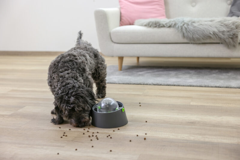 Multifeeder pour chien et chat