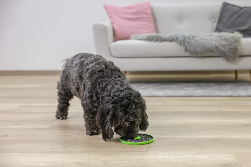 Multifeeder pour chien et chat