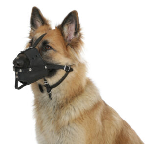 Muzzle Leather