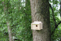 Nesting Box for Parakeets