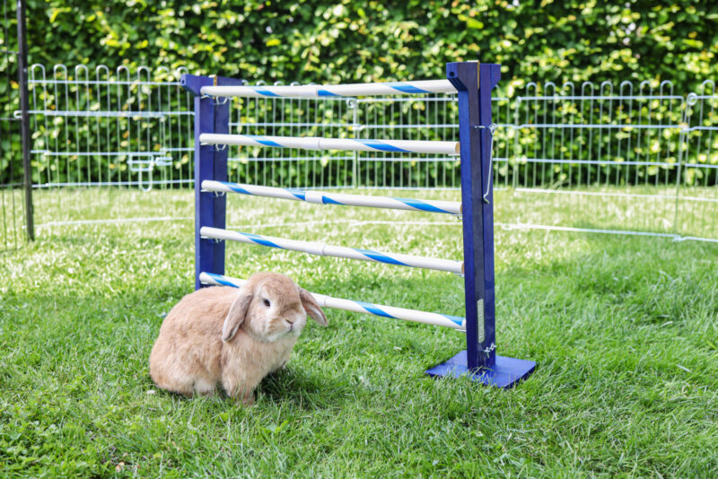 Obstacle combiné Agility