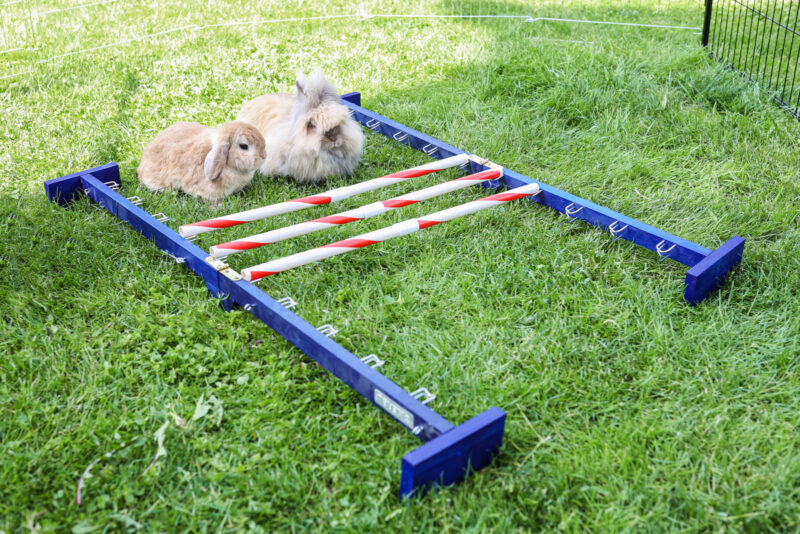 Obstacle combiné Agility