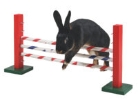 Obstacle en hauteur Agility