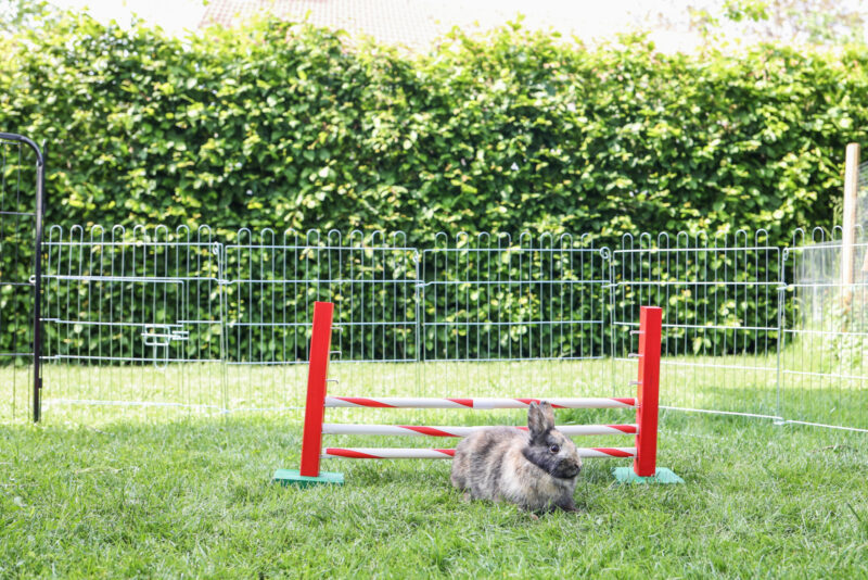 Obstacle en hauteur Agility