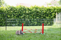 Obstacle en hauteur Agility