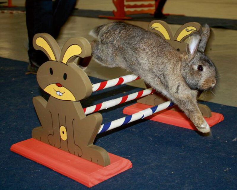 Obstacle pour rongeur Agility