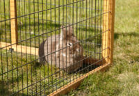 Open-air enclosure with breakout barrier