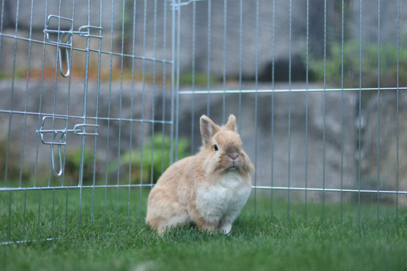 Outdoor Pen