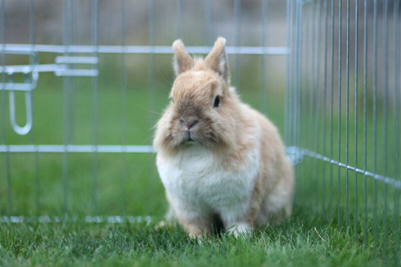 Outdoor Pen