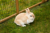 Outdoor pen with breakout barrier