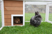 Outdoor pen with integrated shelter house