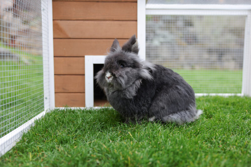 Outdoor pen with integrated shelter house