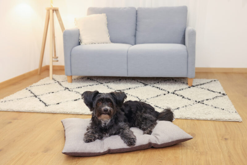 Pet Cushion Ely