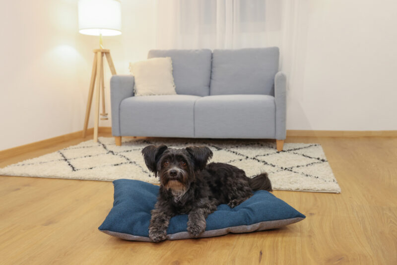 Pet Cushion Ely