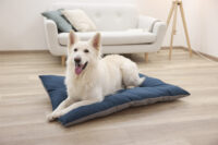 Pet Cushion Ely