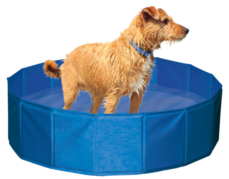 Piscine pour chien