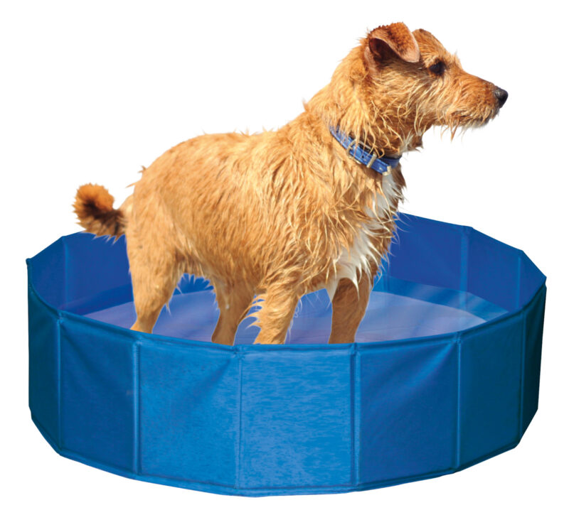 Piscine pour chien