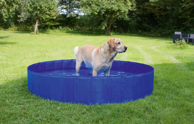 Piscine pour chien