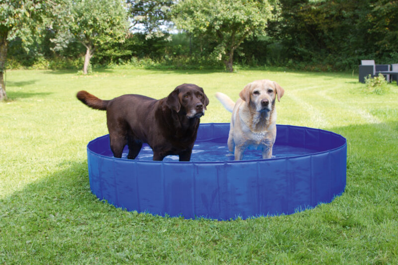 Piscine pour chien