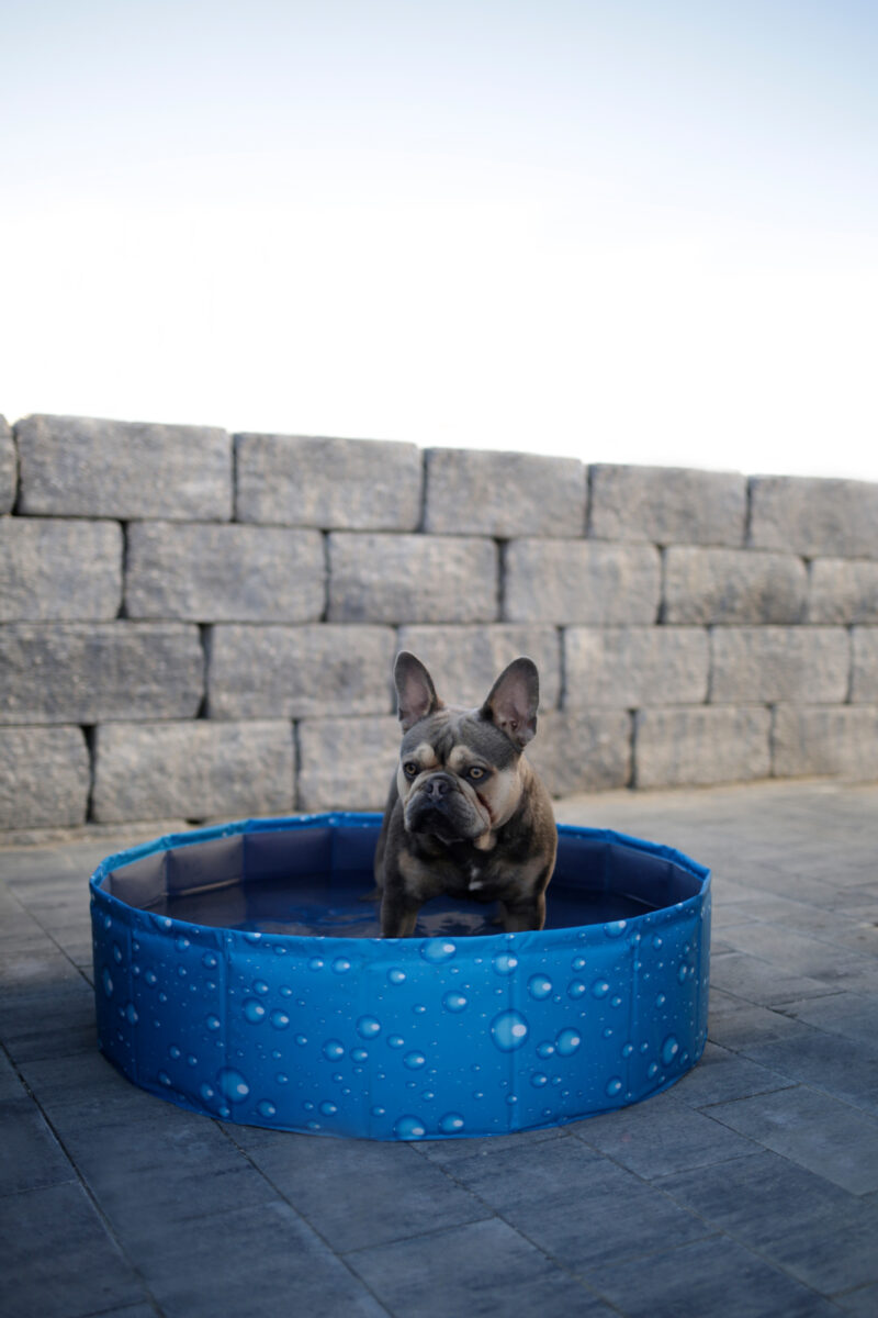 Piscine pour chien Bubble