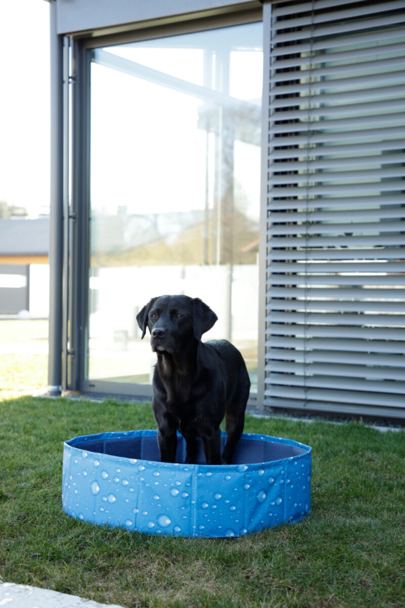 Piscine pour chien Bubble