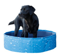 Piscine pour chien Bubble