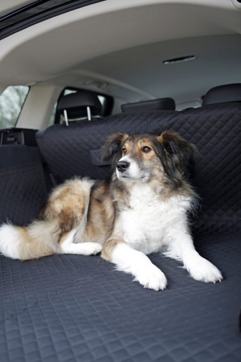 Protective rug for car boot Premium