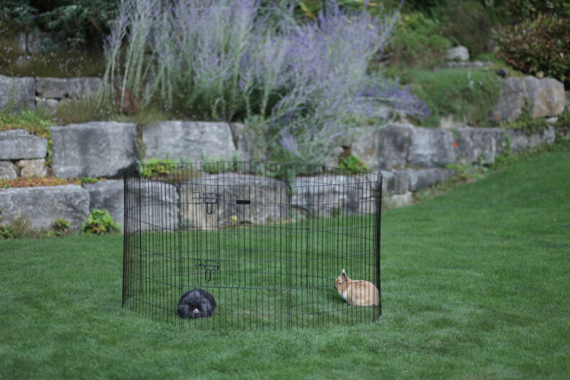 Puppy and Small Animal Pen