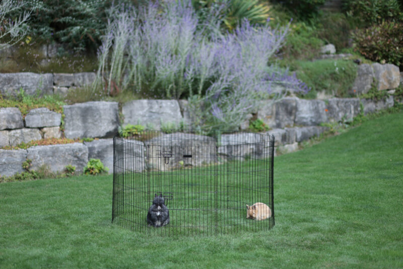 Puppy and Small Animal Pen