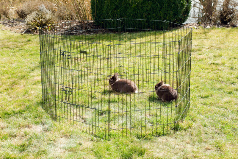 Puppy and Small Animal Pen