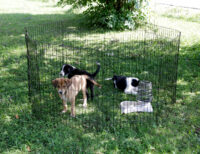 Puppy and Small Animal Pen