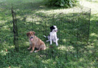 Puppy and Small Animal Pen